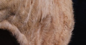 Close Brown Cow Ruminating: стоковое видео (без лицензионных платежей), 1051709470 | Shutterstock