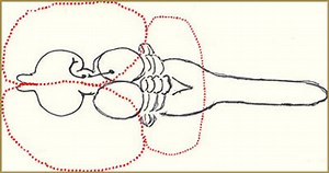 Lecture 18: Axonal Sprouting and Regeneration | Neuroscience and Behavior | Brain and Cognitive Sciences | MIT OpenCourseWare