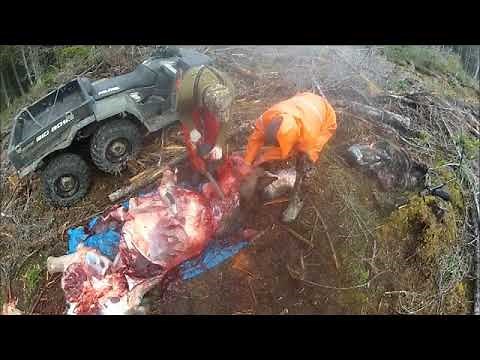 Fastest Way to Field Quarter A Moose SunSetter Adventures