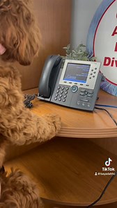 51 reactions · 3 comments | Celebrating a “pawsome" BAYADA anniversary with our unofficial mascot, Fozzie Bear! From day one to today, Fozzie spreads joy and positivity everywhere she goes. Here's to many more tail-wagging years together!  #BAYADAVersary | BAYADA Home Health Care | Facebook