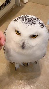 Cute | Duolingo Việt Nam