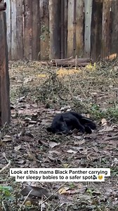 52K views · 1.7K reactions | The mother black jaguar, often called a...