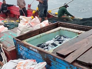 3.3K views · 65 reactions | purse seine netting vessels, catch a lot of skipjack tuna | Muammar Rafly | Facebook