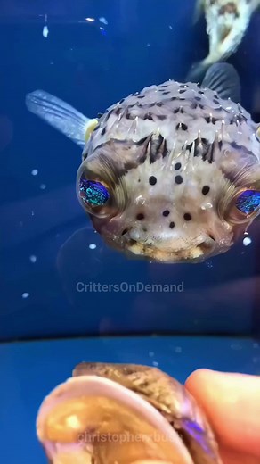 7.6K views · 321 reactions | #pufferfish #fugu #oceanlife #sushi...