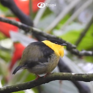 Golden Collared Manakin. Se distribuye desde el noroeste de Panamá hasta el oeste de Colombia, al oeste de los Andes occidentales. Y por supuesto lo encontrarás en Tinamu Birding. #birding #birdphotography #birdcaptures #aves #pajaros #naturephotography | Tinamú Birding and Nature Lodge