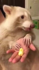 大家也愛吃爆米花嗎？還是少吃⋯ 會胖⋯ #KuKuRuZA #popcorn #Rich Mango #表參道限定 | 浣熊うに（屋膩）～Uni Raccoon～