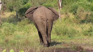 33K views · 357 reactions | Elephant bull taking a mud bath during a scorching hot day in the African Bush Kingdom, KNP  #AfricanBushKingdom | African Bush Kingdom | Facebook