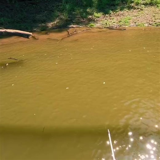 32K views · 294 reactions | Dead fishy #bowfishing #garpco #fishing #nature #Outdoors #fish #carp #river #creek #archery #bow #fishtok #bass #ca #reelsviral #reelsfb #reels | Hugo 308 | Facebook