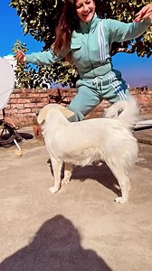 4.2K views · 328 reactions | O bebiye  #himachalinati #himachalisongs #obebiye #aarveekaur | Arvee kaurr | Facebook