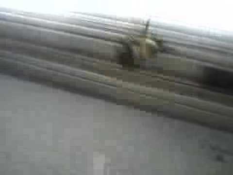 Giant Bumble Bee Flying Around In My Window