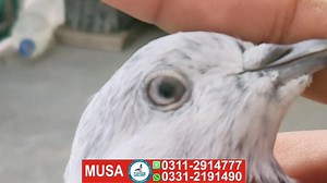 20 reactions · 18 shares | Charge all Pakistan. Location karachi garden. | Pigeon Gallery | Facebook