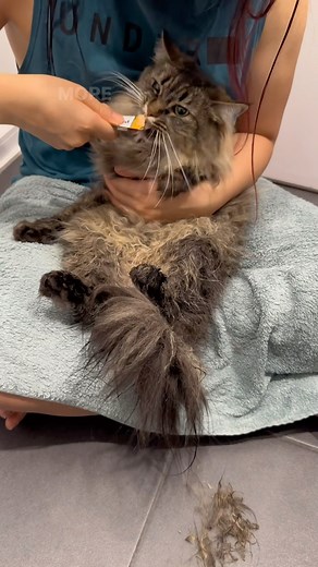 2.6K views · 415 reactions | Cat care part 2: How to groom a fluffy cat  ft. Princess Sushi  #catgrooming #catbath #catbathtime #fluffycat #fluffy #floof #floofycat #catcare #catcaretips #montrealcats #catsofmontreal #montreal #catsofcanada #canadiancats #cleancat #catmom #catmomlife #catmommy | Wasabi.Sushi.Matcha | Facebook