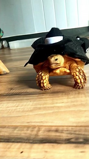 1.6K views · 134 reactions | Yes….Tortoises in costumes + hats are a VIBE!!! #tortoise #turtle #reptile #reptiles #sulcata #sulcatatortoise #tortoises #awww #turtles #pet #tortoiselife #tortoiselove #pets #animals #cutenessoverload #nature #tortoiselover #animal #toocute #cute #cutetortoises #vibe #costumedesign #tortuga #babytortoise #hats #sulcatalover | Tucker The Tiny Tortoise | Facebook