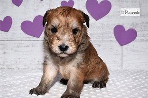 Turner - Soft Coated Wheaten Terrier Puppy B80323