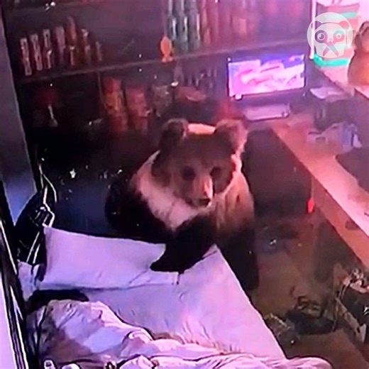 11K views · 13 reactions | Close encounter with a bear | Relate Again | Facebook