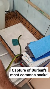 54K views · 618 reactions | The Spotted Bush Snake is Durban's most common snake by far, adapting well to suburbia where it feeds on geckos. It is non-venomous, and extremely fast! Please NEVER pick one up, in case you get your ID wrong. Always consult a snake-remover before attempting to deal with a snake. #Snakes #snakerescue #Durban #KZN #southafrica #conservation #reptiles | Nick Evans- Snake Rescuer | Facebook