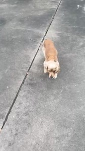 Houston Cocker Spaniel Rescue on Reels | Facebook