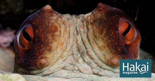 Can We Really Be Friends with an Octopus? | Hakai Magazine