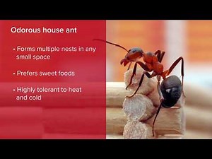 Types of Ants in Georgia and Tennessee