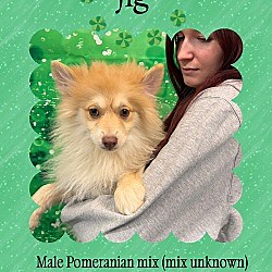 Manchester, CT - Pomeranian. Meet Jig a Pet for Adoption - AdoptaPet.com