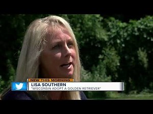 Local residents rescue golden retrievers from China meat trade