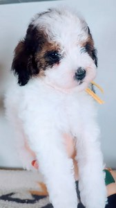 Kimmy (Yellow Collar-Female 💛 Mini Bernedoodle) has a stunning wild sable and white coat. She should mature around 20-25 lbs and is one of the bigger females. She has a cuddly and playful personality who adores everyone. ❤️❤️❤️ She is available to go home October 20th. Please message us if you are interested in Kimmy. You can also visit our website for all the details! www.copperstonefarm.com | Copperstone Farm Doodles and Poodles