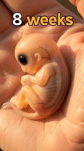 49K views · 383 reactions | Fetus Development Stages @topfans #MBBSAbroad #health #nursing #health #doctor #foryoupage | MBBS in Uzbekistan | Facebook