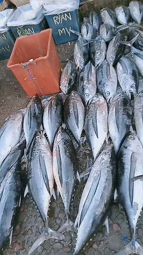 The albacore, "Thunnus alalunga" also known as longfin tuna and one giant bigeye tuna, "Thunnus obessus". #tuna #albacore #bigeyetuna #longfintuna #mercedesfishport #fbreelsvideo #fyp | Raul Meacruz