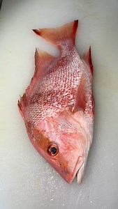 72 reactions · 21 comments | 푭풊풔풉: red emperor, Lutjanus sebae Trawl...