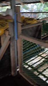 Naglagay kame ng multivitamins #akosijonni #itik #poultryfarming | Jonni