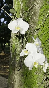 Depok, Java Ouest, Indonésie - 28 : vidéo de stock (100 % libre de droit) 3991355183 | Shutterstock