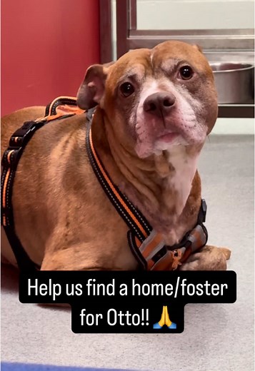 Greta Trains Dogs on TikTok