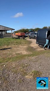 Labradoodle Fede GRAND ENTRANCES!! | Canine Dip and Dive Maldon