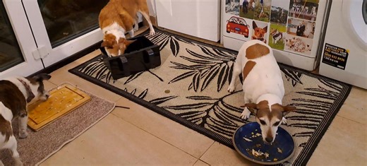 Doo has contract a doo prewash clean a airfryer dudes. I best cos I very licky. Can get all juicy so dishwasher mamchine not get ick clogged. Most importante job you betcha. An I sleep wit scent a jerk chicken cos it on I gob fur. 😃 | Mr Scooby Doo and The Mousketeers