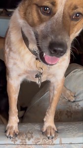 When Mom brings Yummy Chummies home and in-between drools your dog is thinking, "How is it possible to have a treat that supports a healthy skin and coat, is made with Alaskan salmon, is Corn and Soy Free, and has no artificial flavors or colors?!" | Alaska Mill and Feed Inc.