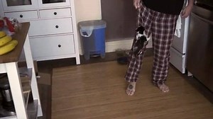 201K views · 619 reactions | 2-month-old Kodi was getting a little too aggressive with his human, so big sister Shorty stepped in to put him in his place! Good kitty! | Rumble Cats | Facebook