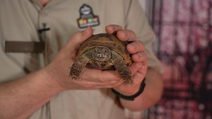 2.9K views · 59 reactions | Experience a Spa Day with Zookeeper...