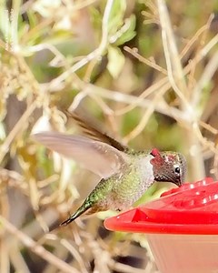 Audubon California on Reels