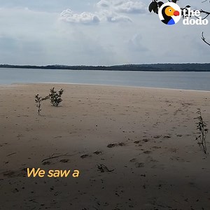 This guy found a starving dog on a beach and knew what he had to do 💙 | Hope For Pets