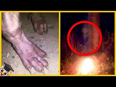 20 Cosas más Terroríficas que se Encuentran en los Bosques