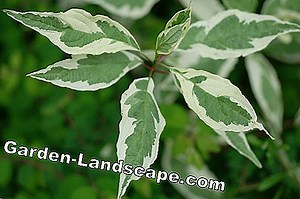 Plants: Flower Dogwood, Cornus kousa - Care of A-Z   Varieties - Information | 2025