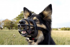 8 Best Dog Muzzles For Large Dogs - Dogs Travel Guide