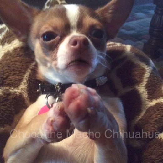 Prayer for Miss Stephanie Cooley-Walker🐾🐶🙏🏻💔 | Choco the Macho Chihuahua