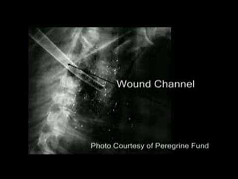 Copper vs Lead Bullet Fragmentation Study pt 2