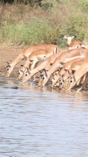 695K views · 5K reactions | Impala guzzling gallons of water while remaining very vigilant #reelsfb #reels #video #viral #Amazing #travel #nature #life #Wow #AfricanBushKingdom | African Bush Kingdom | Facebook