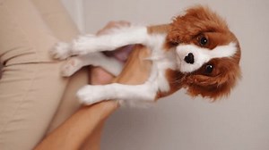 Mignon chiot du roi Cavalier Charles : vidéo de stock (100 % libre de droit) 3442098073 | Shutterstock