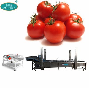 [Hot Item] Vegetable Washing Machinery 1000kg Tomato Washing and Drying Machine