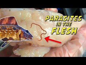 These Fish Have Parasitic Worms in Their Flesh