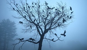 Narcissist, Psychopath, or Sociopath