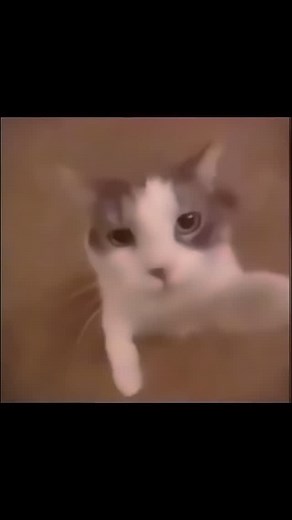 cat_kissing_camera | Day 333 » #cat #kissing #camera . . . . . #meoww #daily #catsofinstagram #dailydose #catlife #catlovers #animallover #animals #animallovers... | Instagram